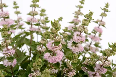 caryopteris-pavillion-pink-2