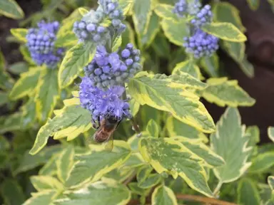 Caryopteris 'Summer Sorbet' blue flowers and variegated foliage.