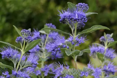 caryopteris-dark-knight-2