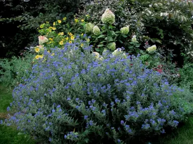 caryopteris-dark-knight-4