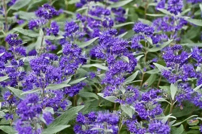 caryopteris-dark-knight-5