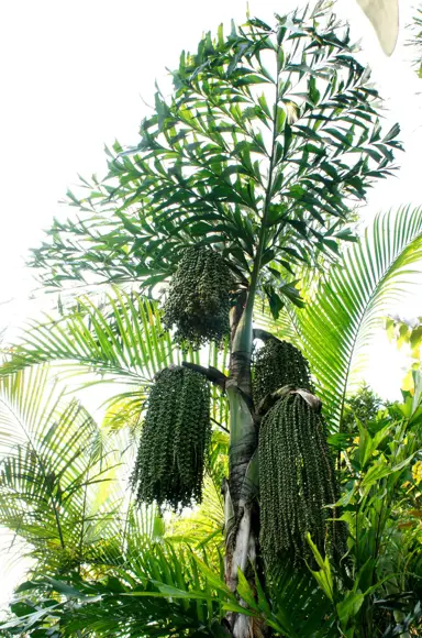 caryota-ochlandra-