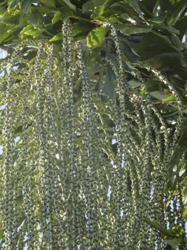 caryota-ochlandra-2