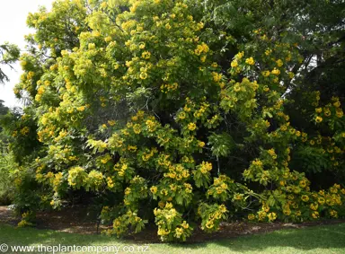 Cassia leptophylla yellow flowers and green foliage.