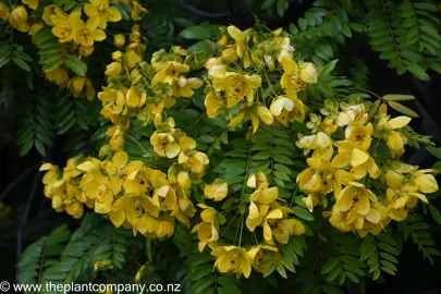 Cassia leptophylla tree with masses of yellow flowers.