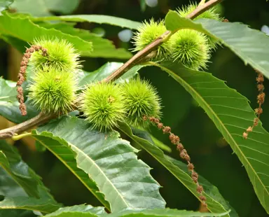 castanea-sativa-2