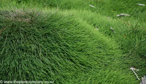 Casuarina glauca 'Cousin It' growing as a mound.