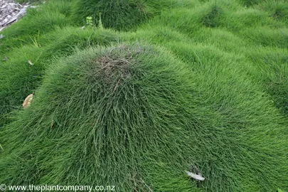 Casuarina glauca 'Cousin It' mounds of foliage.