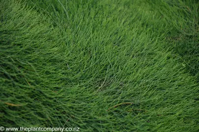 Casuarina glauca 'Cousin It' foliage.