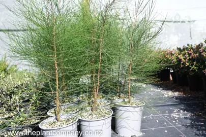 casuarina-glauca-