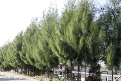 casuarina-glauca-1