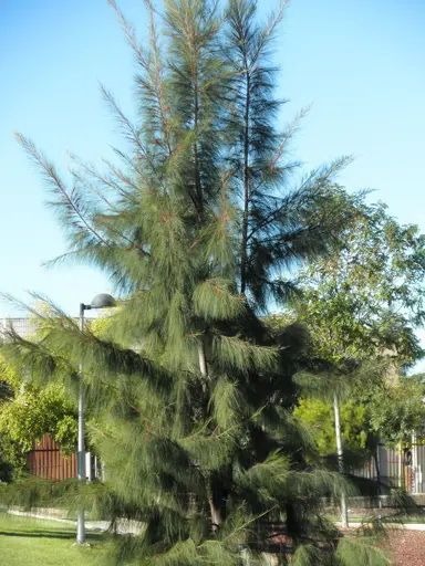 casuarina-glauca-2