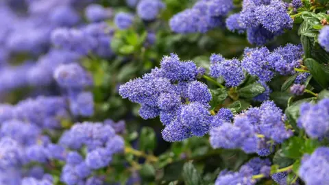 ceanothus-blue-carpet-