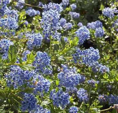 ceanothus-blue-carpet-1