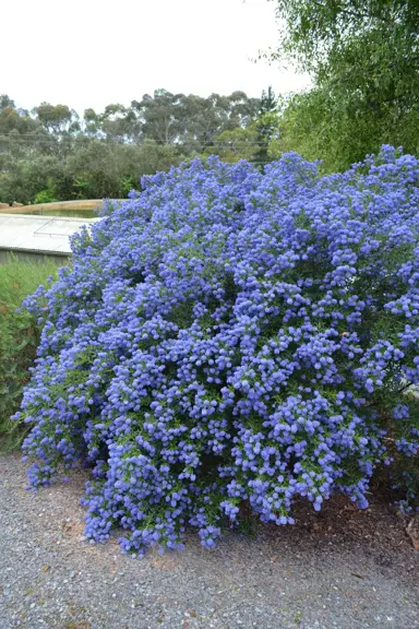 Ceanothus 'Blue Pacific' plant covered in blue flowers.