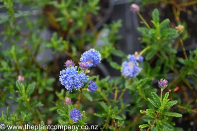 ceanothus-blue-sapphire-