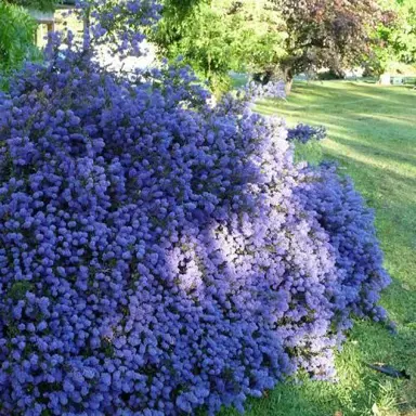 ceanothus-blue-sapphire-1