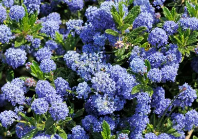 ceanothus-blue-sapphire-3