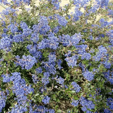 ceanothus-blue-sapphire-5