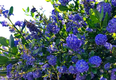 Ceanothus 'Dark Star' shrub with blue flowers and lush green foliage.