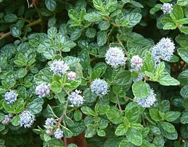 Ceanothus 'Eleanor Taylor' plant.