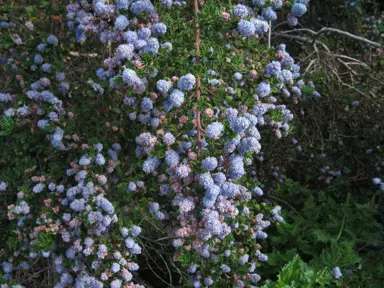 Ceanothus 'Eleanor Taylor' shrub with blue flowers.