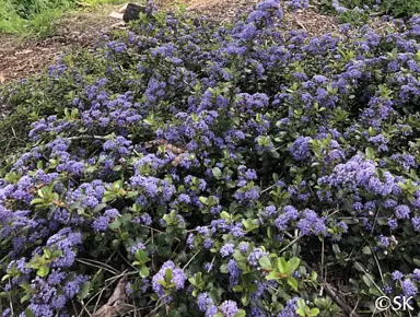 Ceanothus 'Emily Bbrown' shrub with purple-bluw flowers.