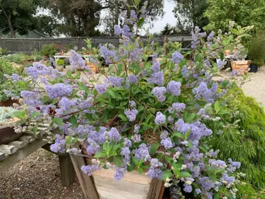 Ceanothus 'Gloire de Versailles' plant with blue flowers.