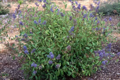 Ceanothus 'Henri desfosse' shrub with green foliage and blue flowers.