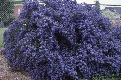 Ceanothus impressus shrub with masses of blue flowers.