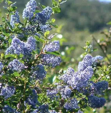 Ceanothus 'Mountain Haze' plant with blue flowers.