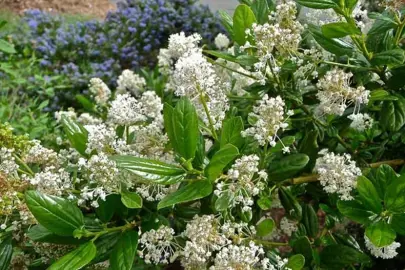 Ceanothus 'Snow Flurry' shrub with white flowers and green foliage.