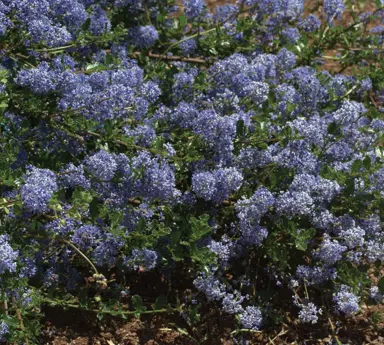 ceanothus-blue-cushion-