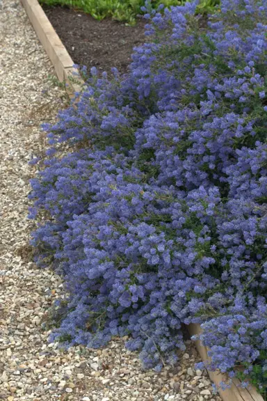 ceanothus-blue-cushion-1