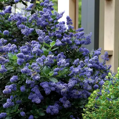 ceanothus-yankee-point-5