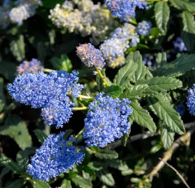 ceanothus-joyce-coulter-2