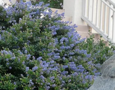 ceanothus-joyce-coulter-3