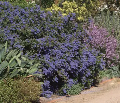 ceanothus-joyce-coulter-4