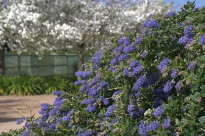 ceanothus-joyce-coulter-5