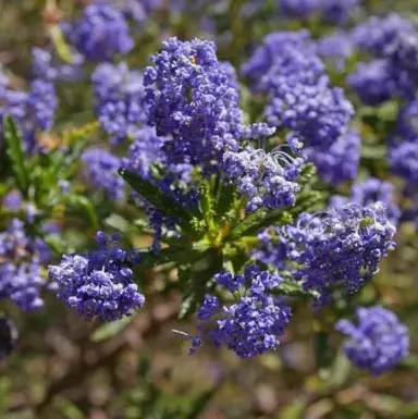 ceanothus-roweanus-