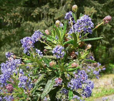 ceanothus-roweanus-1