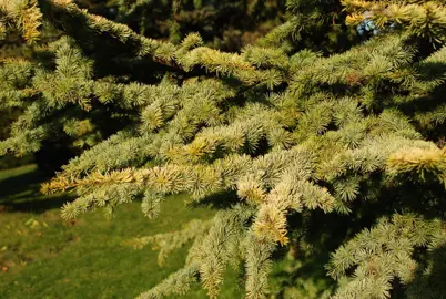 Cedrus atlantica Aurea foliage.