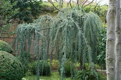 Cedrus atlantica glauca pendula tree.