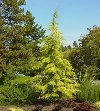 Cedrus deodara aurea tree with yellow foliage.