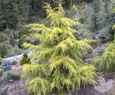 Cedrus deodara 'Vinks Gold' tree.