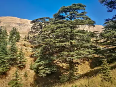 Cedrus libani tree.