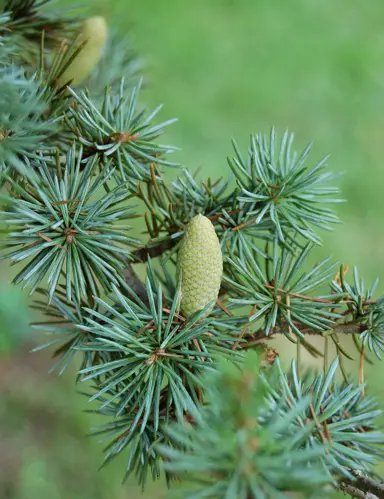 cedrus-glauca-1