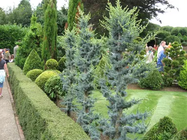 cedrus-glauca-2