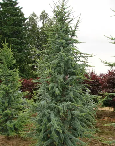 cedrus-glauca-4