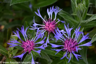 Centaurea montana blue and pink flowers.